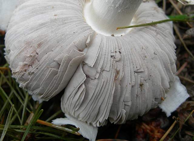 Agaricus impudicus   (Rea)  Pilt